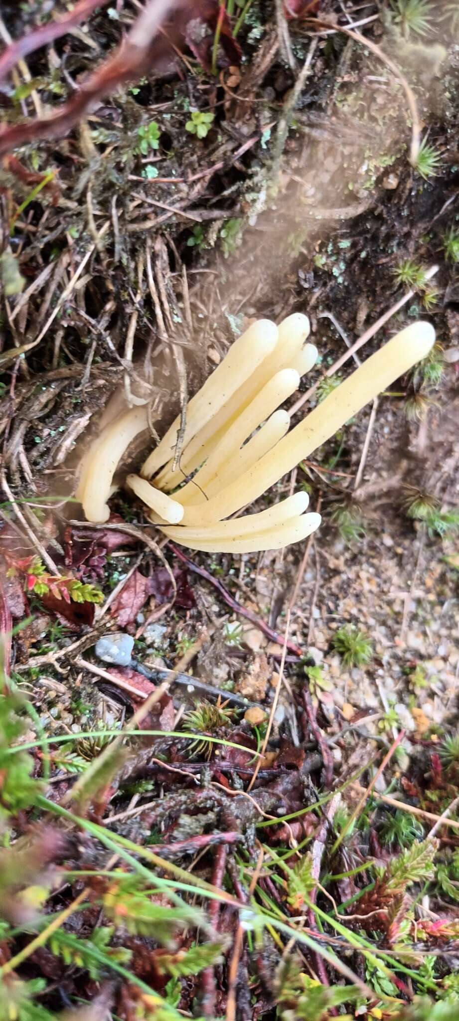 Image of Clavaria argillacea Pers. 1797