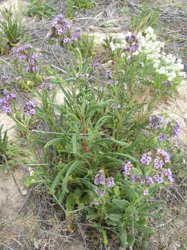 Image of Texan phacelia