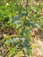 Image de Cirsium mexicanum DC.