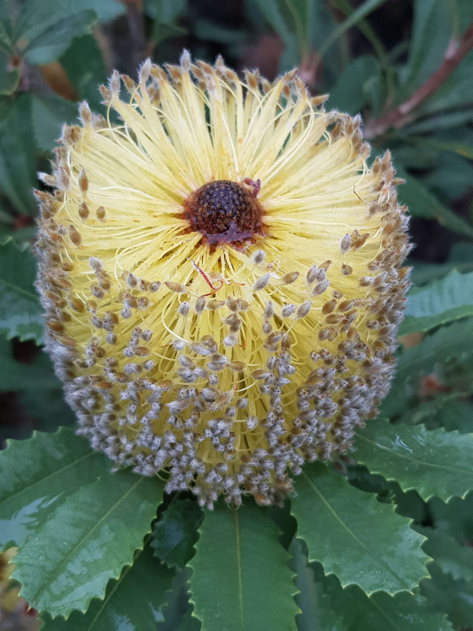 Sivun Banksia ornata F. Müll. ex Meissn. kuva