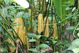 Image of rattlesnake plant