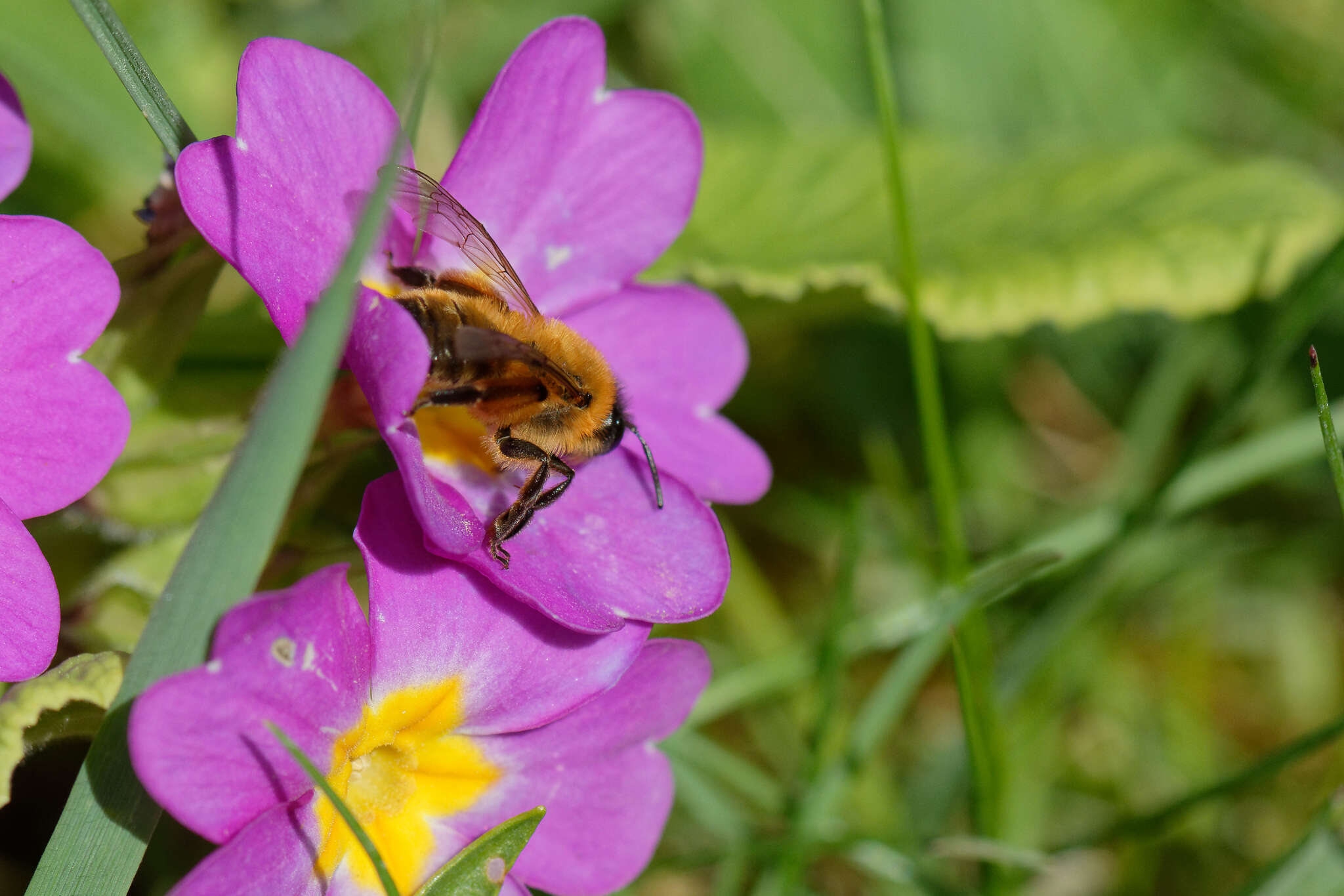 Imagem de Andrena nigroaenea (Kirby 1802)