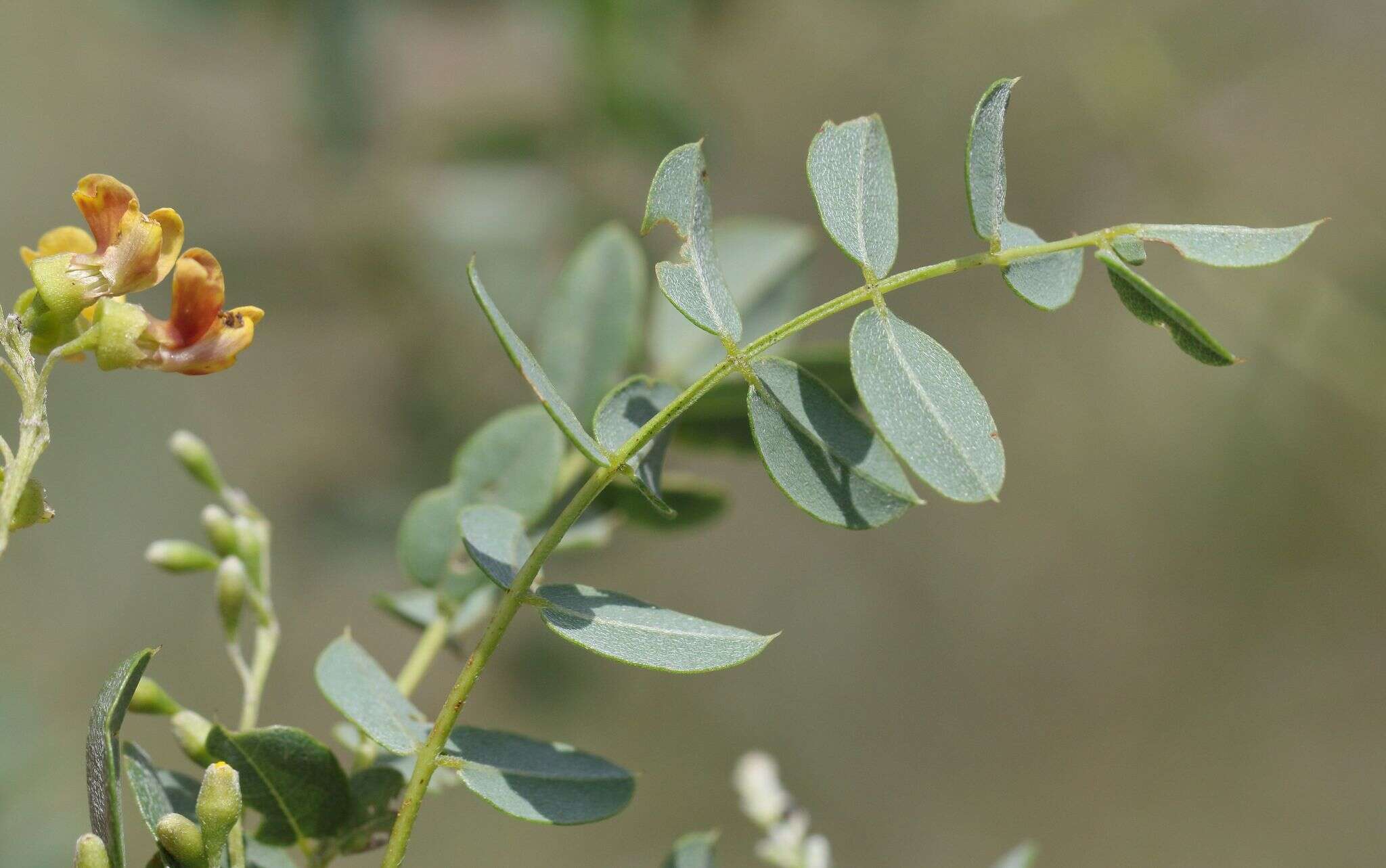 صورة Calpurnia sericea Harv.