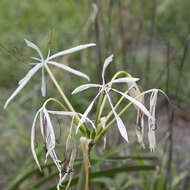 Image of Crinum arenarium Herb.