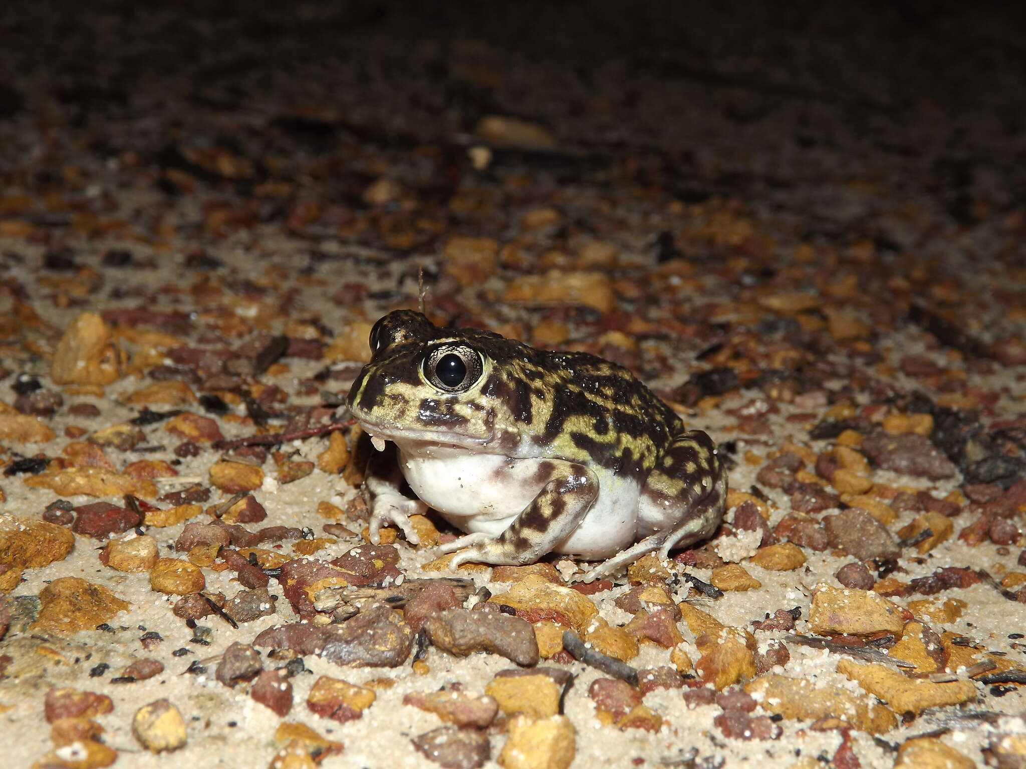 Image of Painted Burrowing Frog