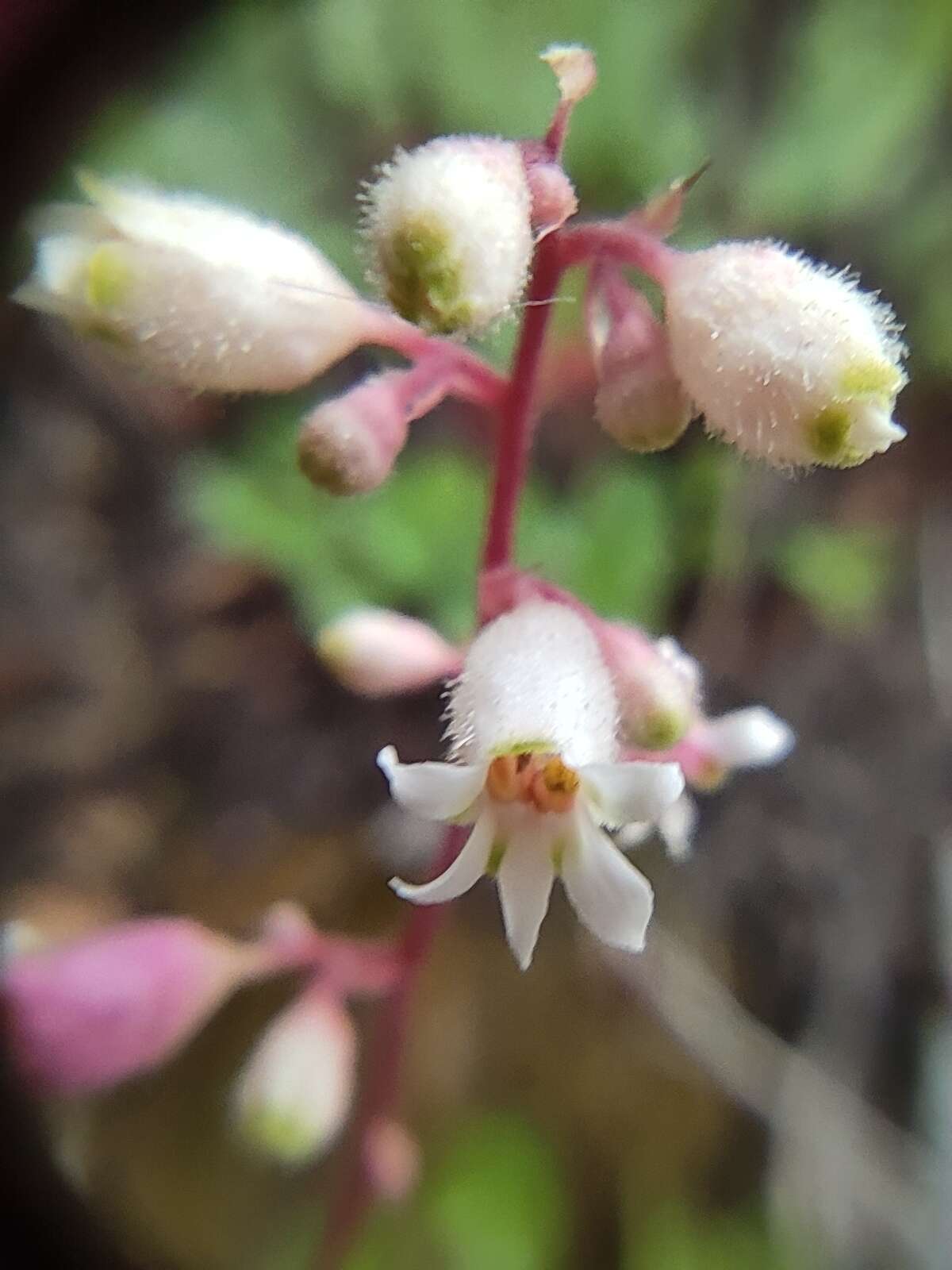 Image de Heuchera mexicana Schaffn. ex Rydb.