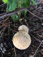 Image of Amanita crenulata Peck 1900