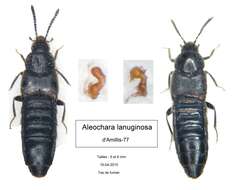 Aleochara (Xenochara) lanuginosa Gravenhorst 1802的圖片