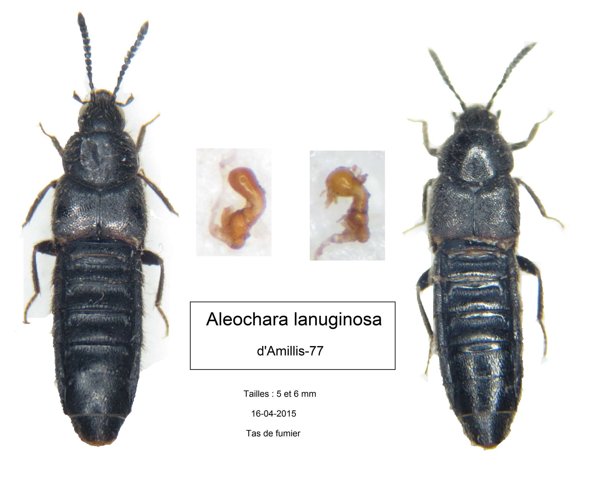 Aleochara (Xenochara) lanuginosa Gravenhorst 1802的圖片