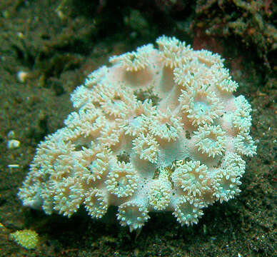 Image of Duncanopsammia peltata