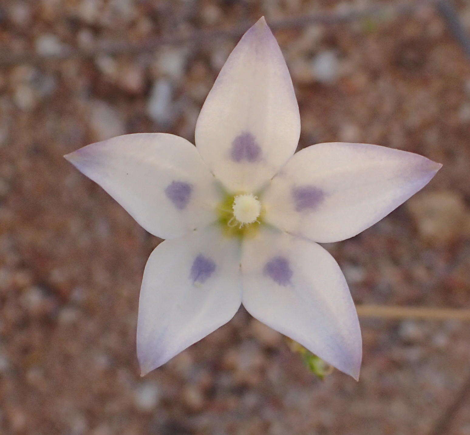 Image of Wahlenbergia annularis A. DC.