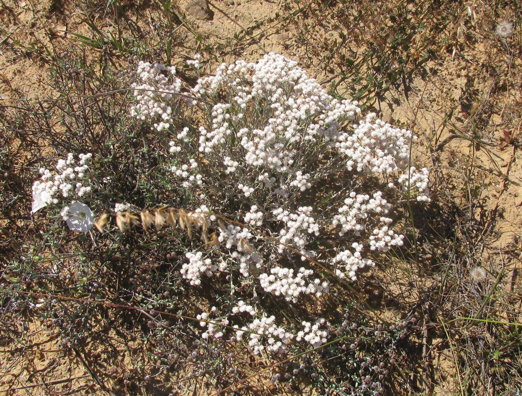 Image of Helichrysum stellatum (L.) Less.