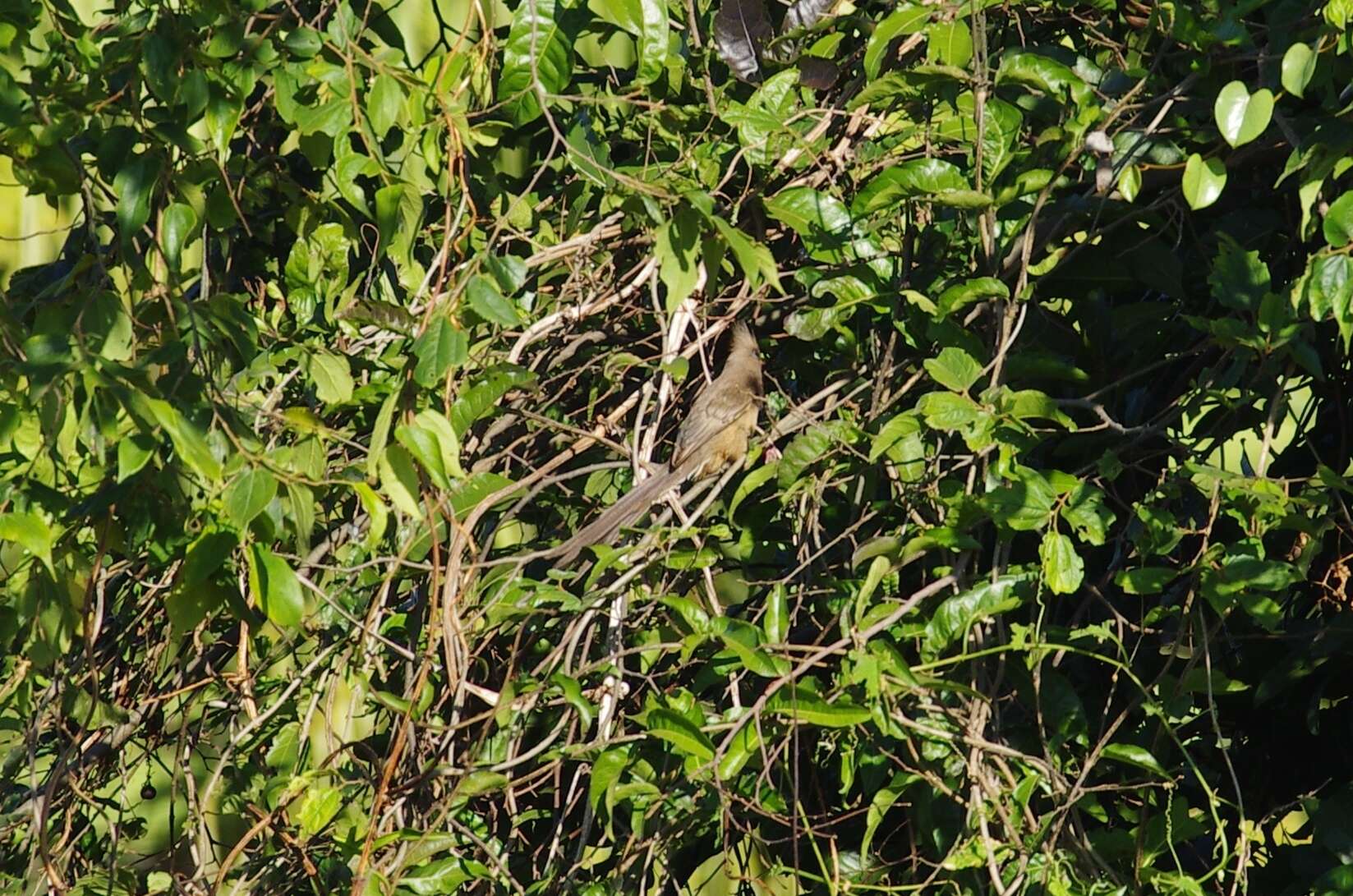 Colius striatus rhodesiae Grant, Chb & Mackworth-Praed 1938 resmi