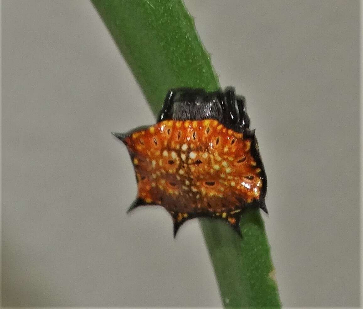 Image de Isoxya tabulata (Thorell 1859)