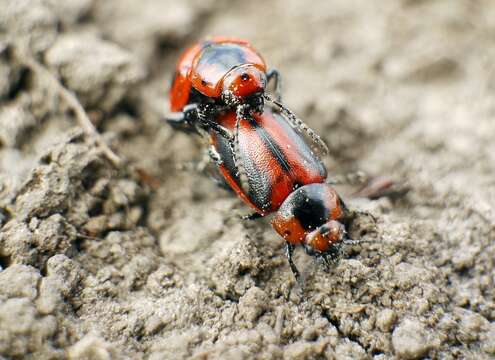 Слика од <i>Entomoscelis adonidis</i>