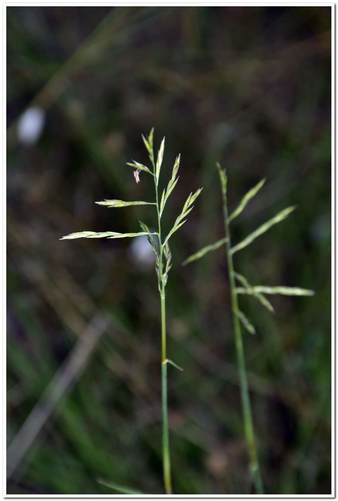 Plancia ëd Cleistogenes serotina (L.) Keng