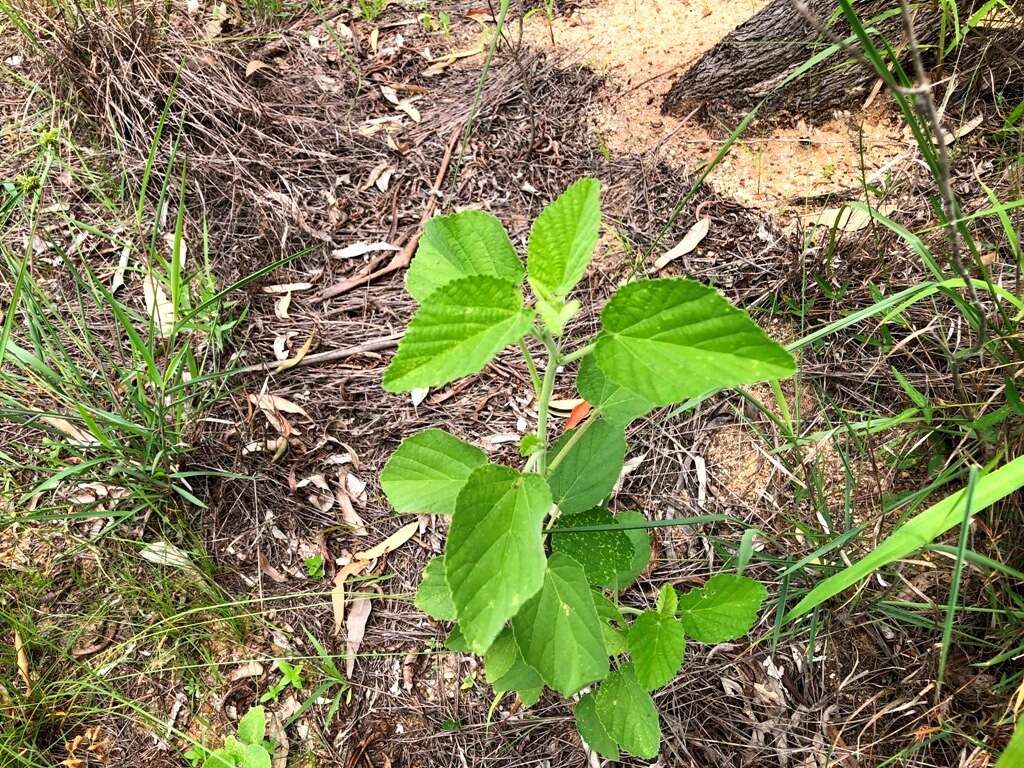 Image of country mallow