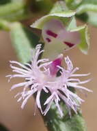 Image of Polygala asbestina Burch.