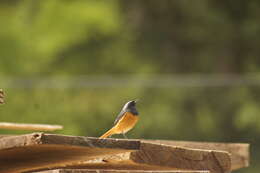 Image of Hodgson's Redstart