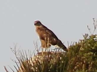 Image of Buteo buteo arrigonii Picchi 1903