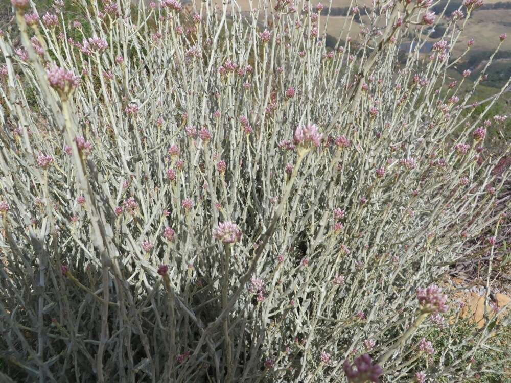 Image of Helichrysum zeyheri Less.