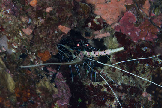 Image of Painted Spiny Lobster