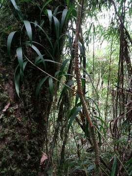 Image of Plectocomia himalayana Griff.