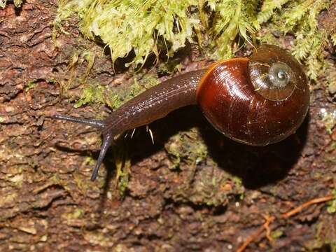 Image of Victaphanta lampra (Reeve 1854)