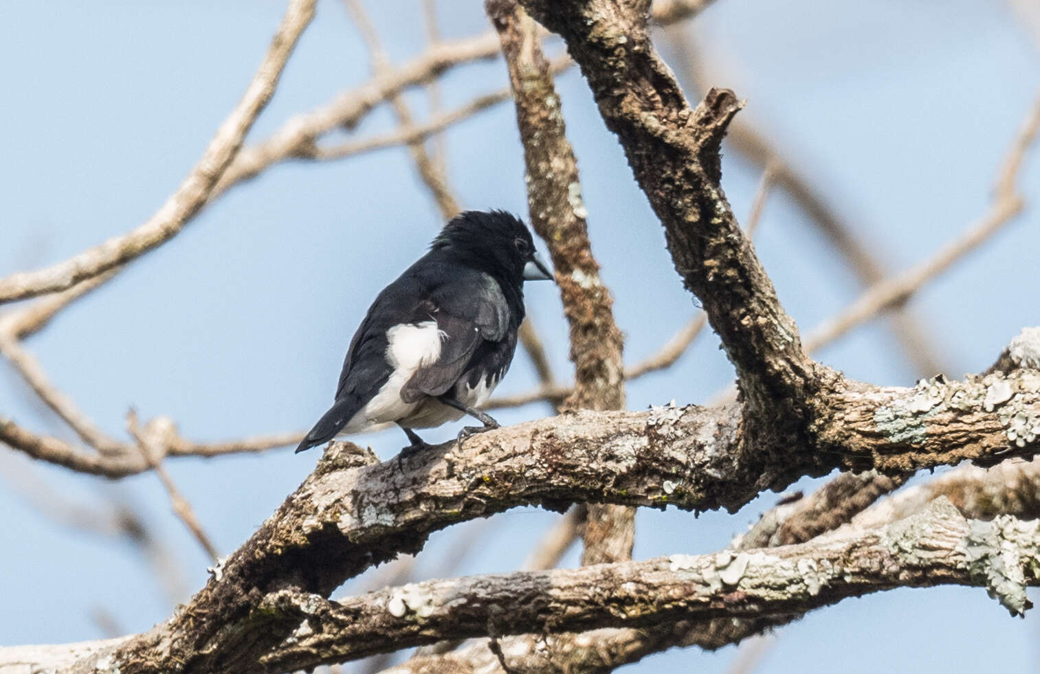 Image de Spermestes bicolor (Fraser 1843)