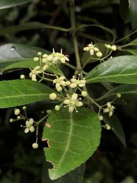 Imagem de Euonymus spraguei Hayata