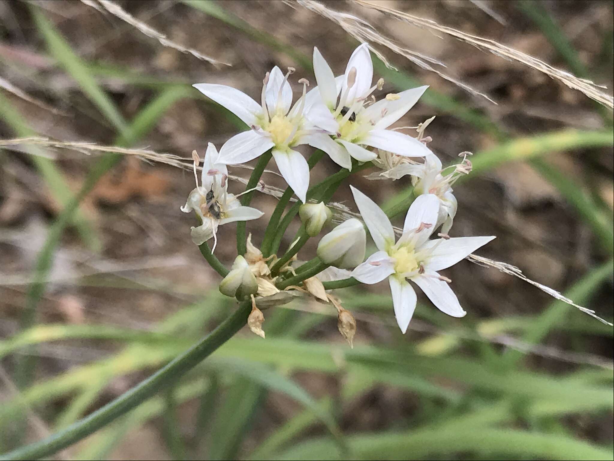 Allium plummerae S. Watson的圖片