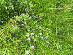 Image de Eryngium hookeri Walp.