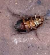 Image of Broad Wood Cockroach