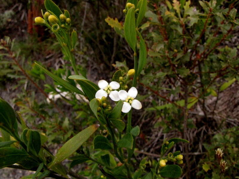 Image of Montinia caryophyllacea Thunb.