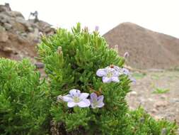 Image de Nolana ramosissima I. M. Johnston