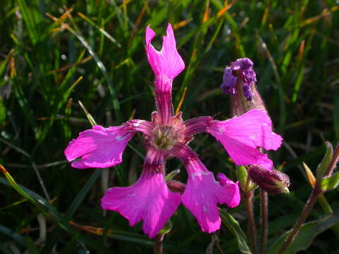 Image de Silene elisabethae Jan