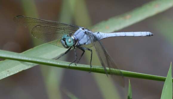 Image of Orthetrum luzonicum (Brauer 1868)