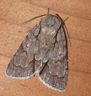 Image of Triton Dagger Moth