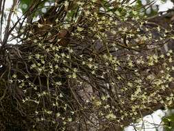 Image of Dendrobium herbaceum Lindl.