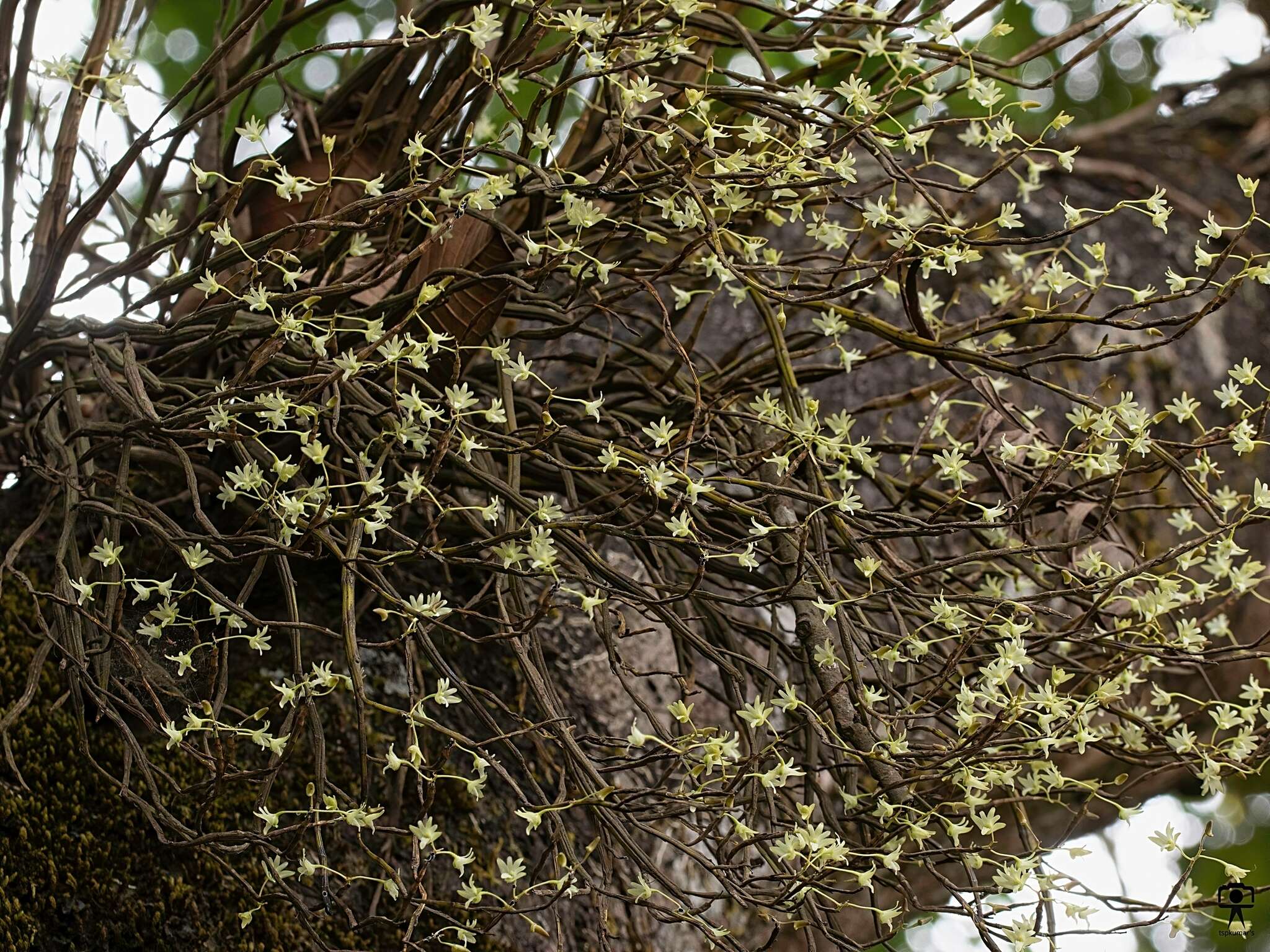 Image of Dendrobium herbaceum Lindl.