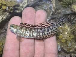 Blenniella gibbifrons (Quoy & Gaimard 1824) resmi