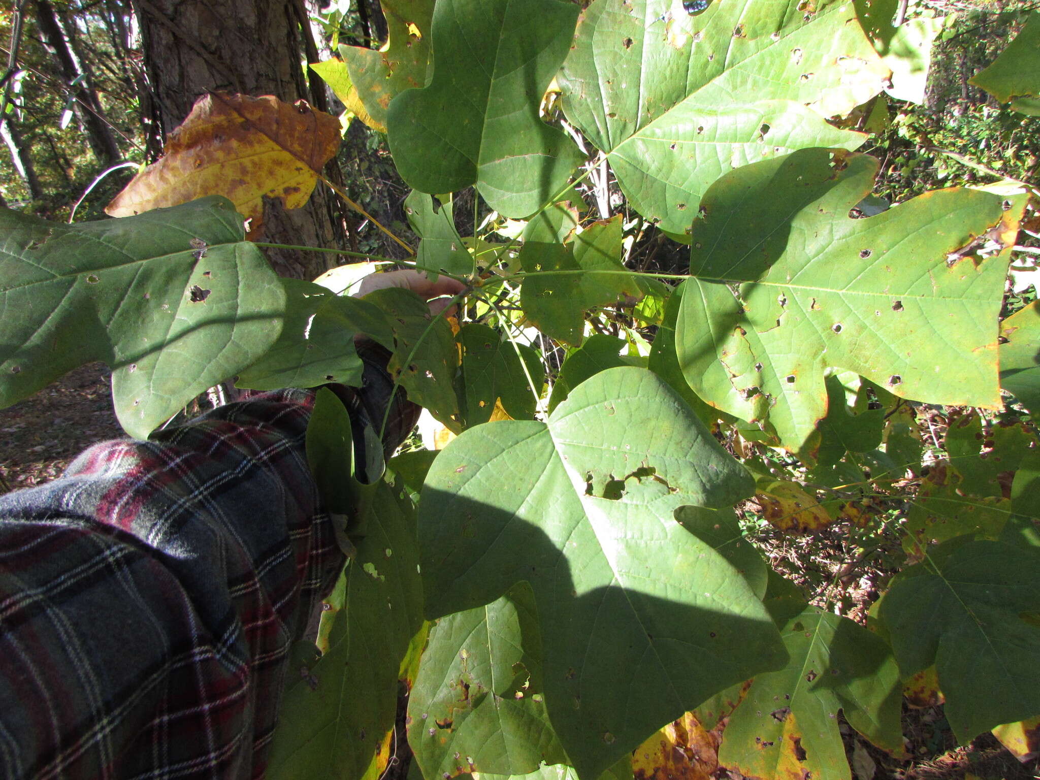 Image of Tulip Trees