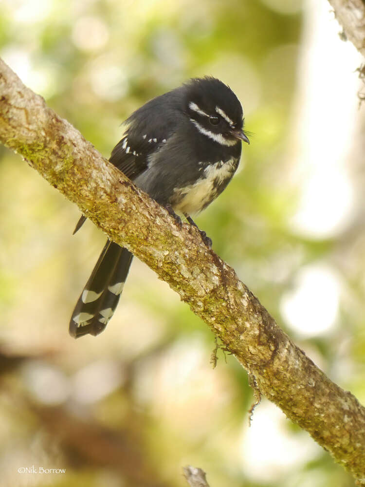 Image of Friendly Fantail