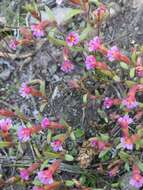 Image of Brewer's Monkey-Flower