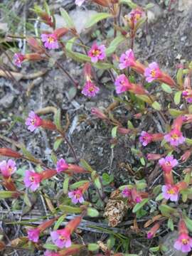 Image of Brewer's Monkey-Flower