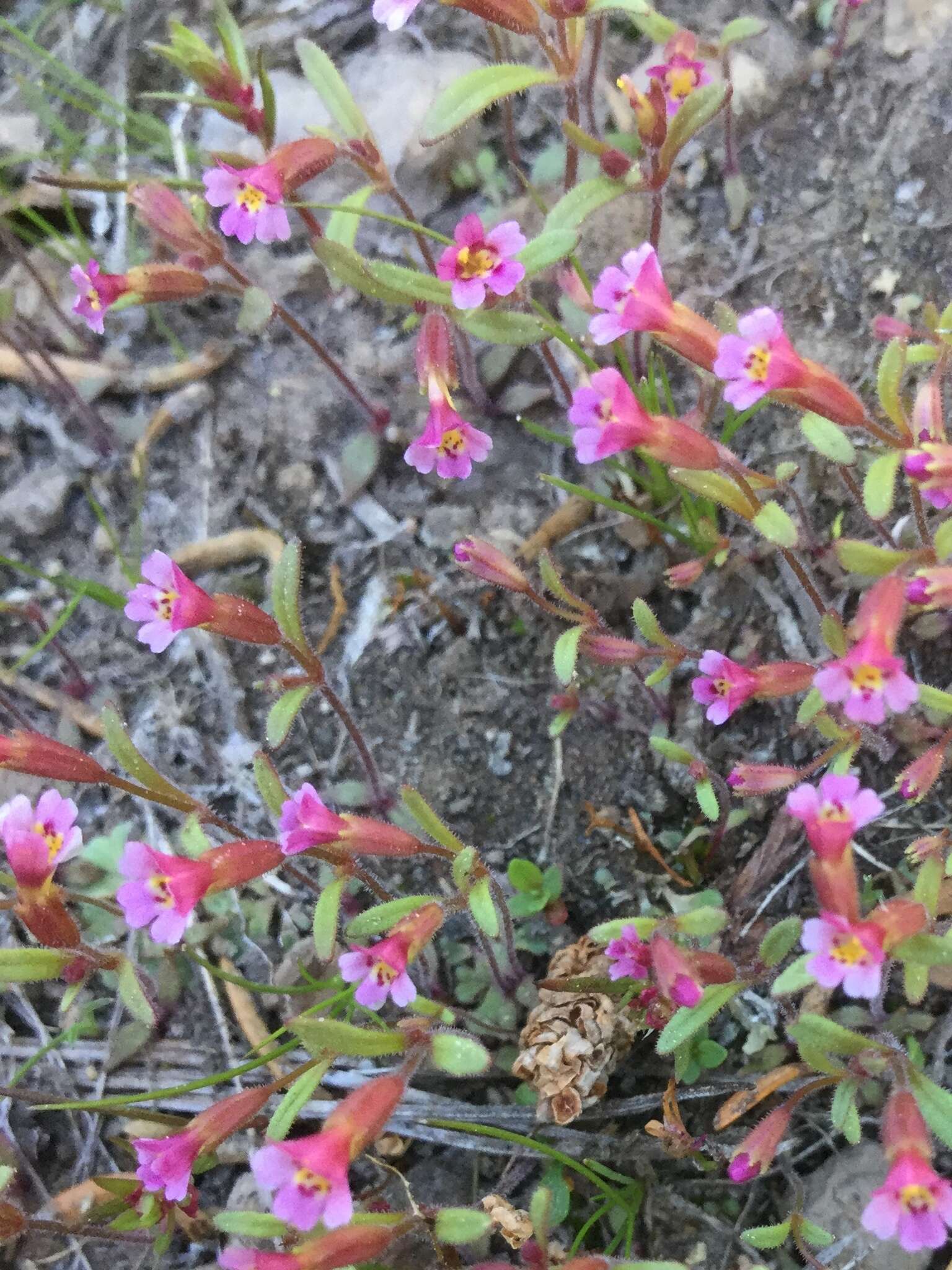 Image of Brewer's Monkey-Flower