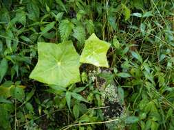 Image de Podophyllum pleianthum Hance