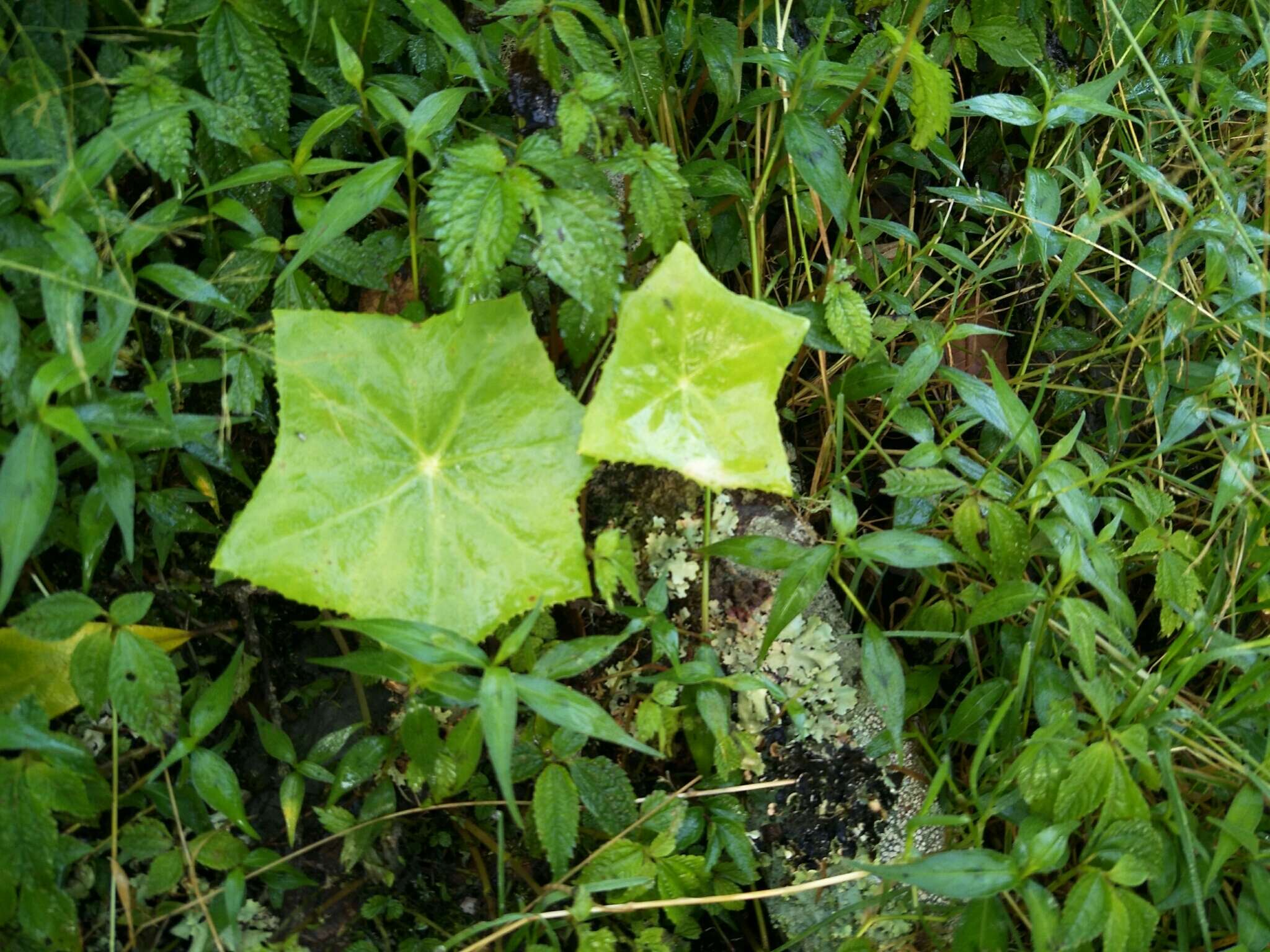 Image de Podophyllum pleianthum Hance