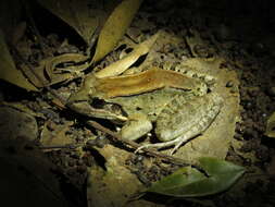 Image of Leptodactylus guianensis Heyer & de Sá 2011