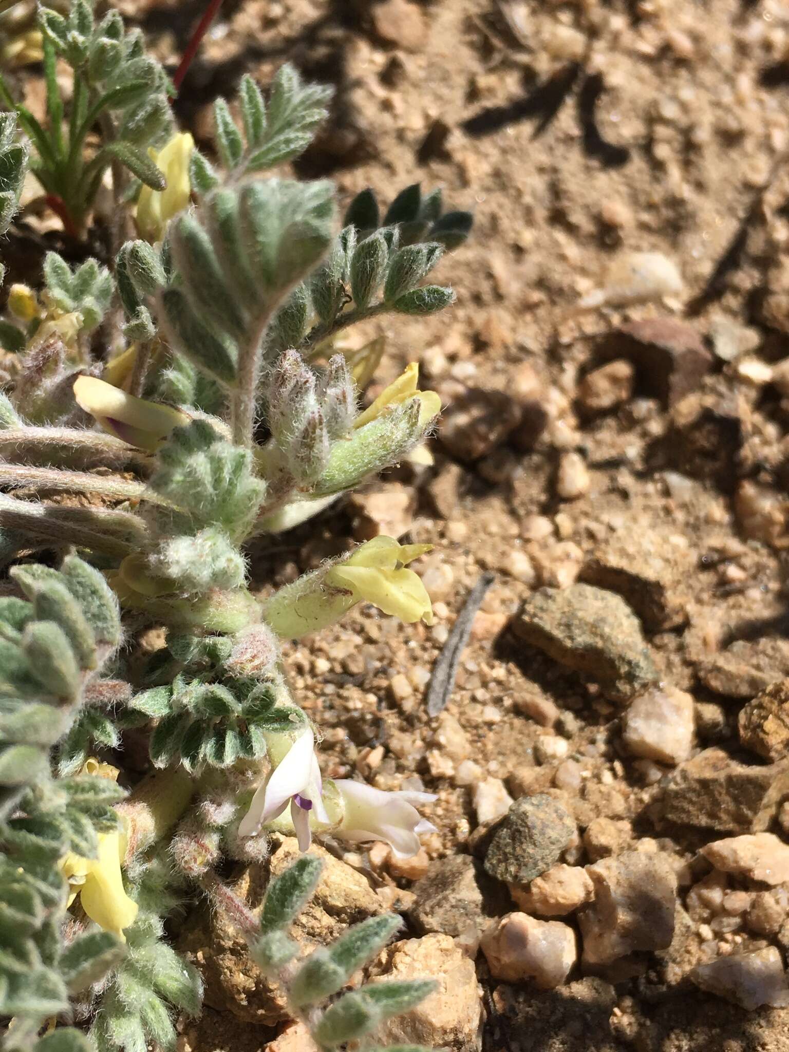 Image of Kern County milkvetch